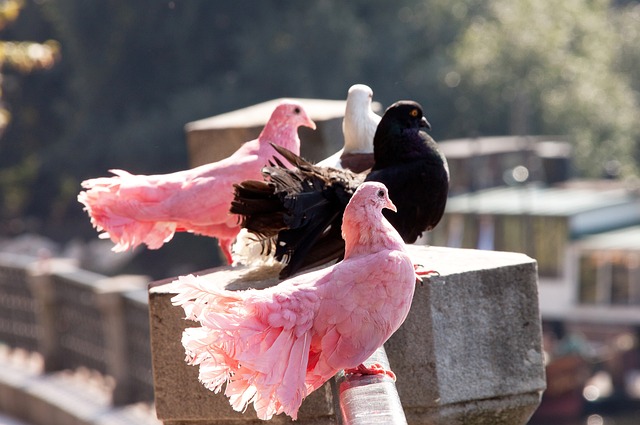 布伦的情况 布伦的情况